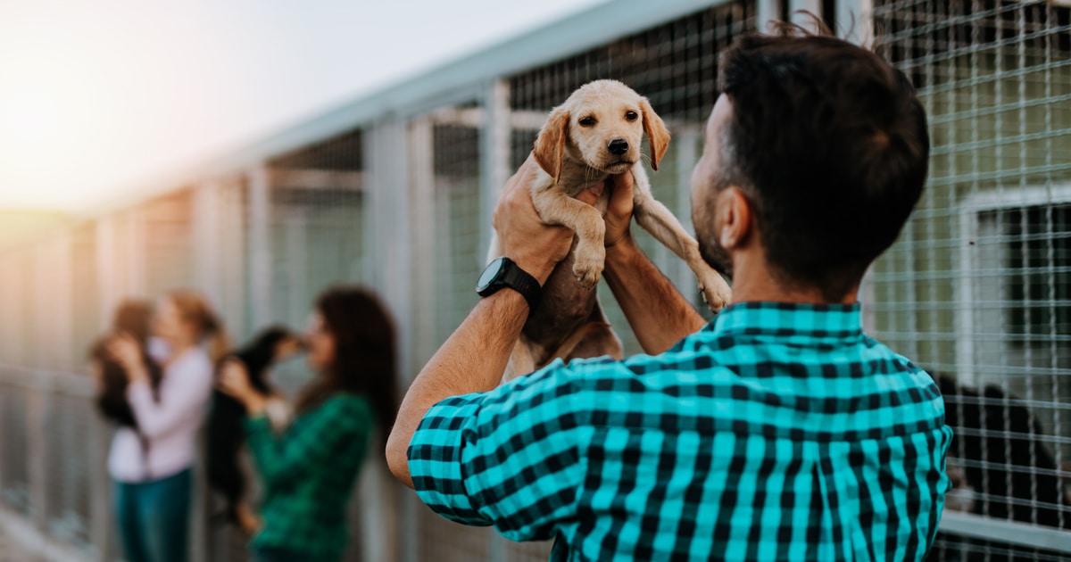 Non-Fungible Token (NFT) Collection - Discovery Communications Releases Puppy Bowl NFTs to Benefit Ariana Grande's Animal Rescue Charity