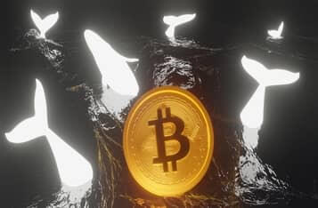 Bitcoin Whale Holdings Hit a 7-Month High, Despite Retail Investors Panicking